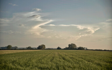 Fototapeta premium feld, landschaft, natur, sommer, blau, green, himmel, gras