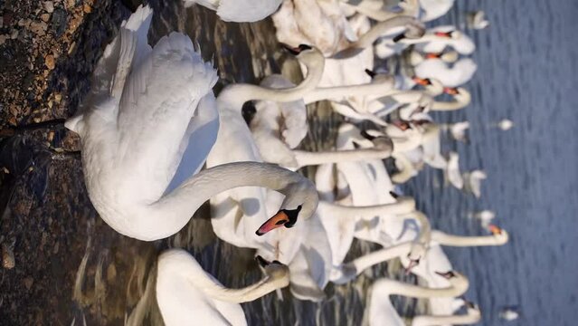 Slow motion vertical video. Many swans on river. Street city animal. Cygnus swimming in water. Angel bird wings. Peaceful lifestyle nature. Eating