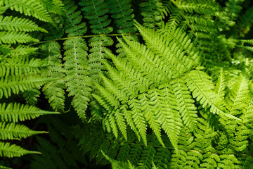 Naklejka na ściany i meble green fern in the sun in the forest