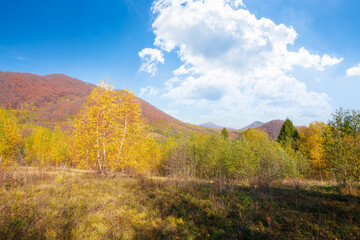 trees in colorful foliage on the grassy meadow. mountain landscape in autumn. beautiful outdoor scenery on a sunny day with fluffy clouds on the blue sky