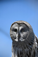 head of a great grey owl (Strix nebulosa) against a clear blue sky
