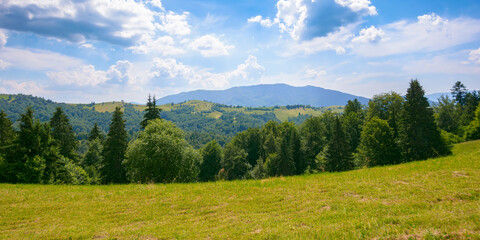 Fototapeta na wymiar coniferous forest on the hill. green summer nature scenery in carpathian mountains. sunny weather with clouds above the distant ridge