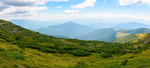 hills and meadows of carpathian mountains. summer landscape with green slopes on a sunny day. ridge beneath a sky with fluffy clouds in the distance