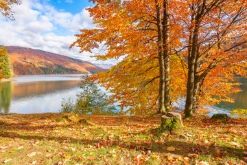 mountain landscape at the lake in autumn. trees in colorful foliage on the shore. beautiful nature scenery on a sunny day with fluffy clouds on the blue sky reflecting on the rippled water surface