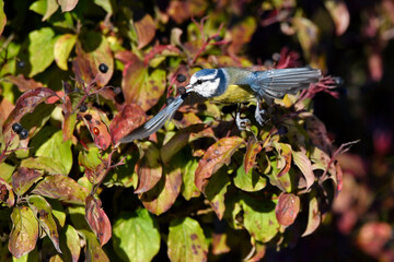 Eurasian Blue Tit with berry of the common dogwood in the beak // Blaumeise mit Beere des Roten...