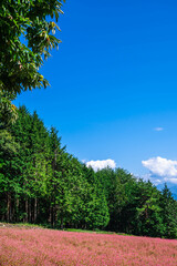 Obraz premium 赤そば畑と栗の木