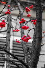Close up shot of red winterberries on bare twigs