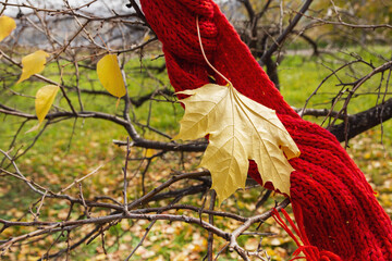 Maple yellow leaf and red knitted scarf on a tree in the autumn forest. Autumn concept