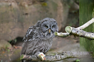Eule Bartkauz (Strix nebulosa) sitzt auf einem Ast im Maus Wildpark Schweinfurt