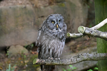 Eule Bartkauz (Strix nebulosa) sitzt auf einem Ast im Maus Wildpark Schweinfurt