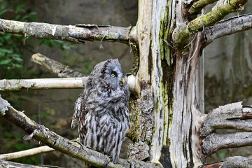 Eule Bartkauz (Strix nebulosa) sitzt auf einem Ast im Maus Wildpark Schweinfurt