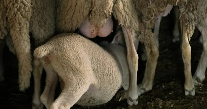 Sheeps on a Flock Farm