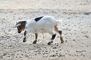 Offspring baby goat / goats (Capra) plays in the farm of the wildlife park in Schweinfurt,...