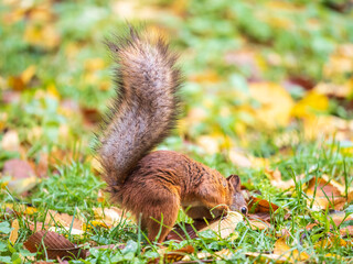 Squirrel in autumn hides nuts on the green grass with fallen yellow leaves