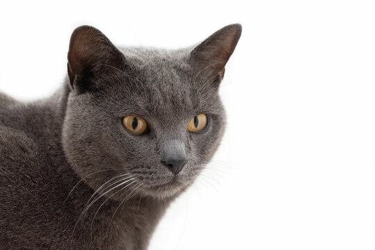 Chartreux cat head isolated on white background