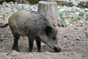 Graues Wildschwein (Sus scrofa) sucht nach Futter mit der Schnauze im Wildpark in Schweinfurt, Deutschland