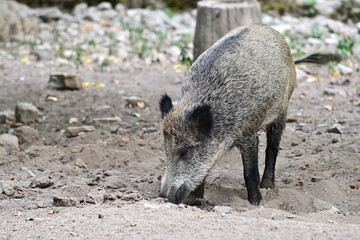 Graues Wildschwein (Sus scrofa) sucht nach Futter mit der Schnauze im Wildpark in Schweinfurt