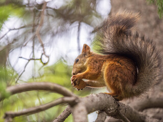 The squirrel with nut sits on tree in the autumn. Eurasian red squirrel, Sciurus vulgaris.