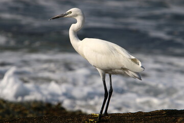 White heron on the shores of the Mediterranean Sea catches small fish.