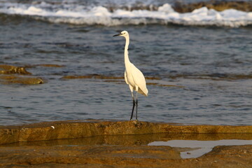 White heron on the shores of the Mediterranean Sea catches small fish.