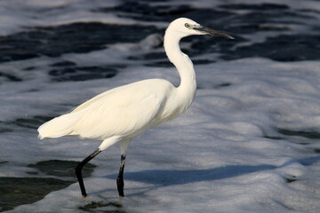 White heron on the shores of the Mediterranean Sea catches small fish.