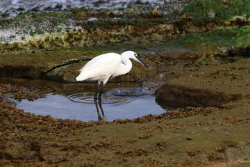 White heron on the shores of the Mediterranean Sea catches small fish.