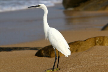 White heron on the shores of the Mediterranean Sea catches small fish.