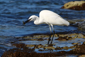 White heron on the shores of the Mediterranean Sea catches small fish.