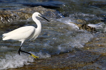 Obraz premium White heron on the shores of the Mediterranean Sea catches small fish.