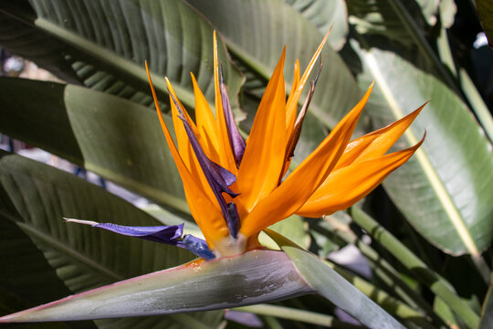 Close Up Of A Single Orange And Blue Bird Of Paradise Flower (Strelitzia Species)