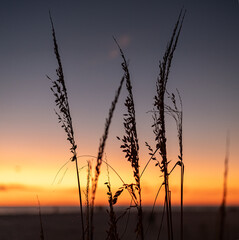 Obraz premium sunset in the field