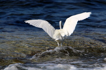White heron on the shores of the Mediterranean Sea catches small fish.