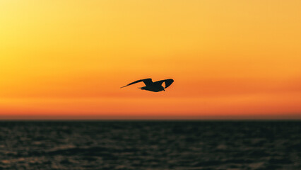 Obraz na płótnie Canvas Seagull Flying at Sunset