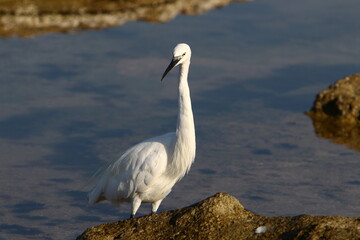 White heron on the shores of the Mediterranean Sea catches small fish.