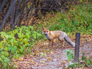 The red fox Vulpes vulpes walks along a path in the forest.
