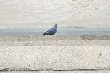 pigeons on the pier