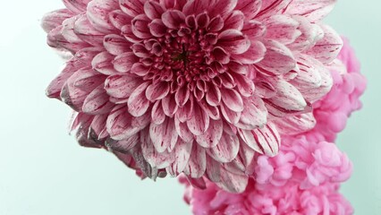 Slow motion of beautiful pink chrysanthemum flower with flowing acrylic liquid, underwater, close-up