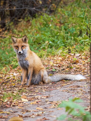Close up of a red fox Vulpes vulpes, sitting on a path in the forest.