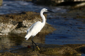 White heron on the shores of the Mediterranean Sea catches small fish.