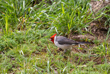Photograph of a beautiful Paroaria, found in Canoas in Rio Grande do Sul, Brazil.	
