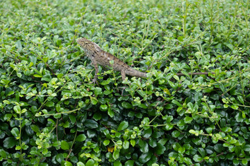 chameleon on the bush