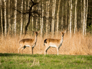 deer in the woods