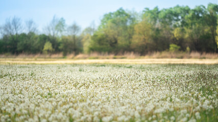 A field of dandelions