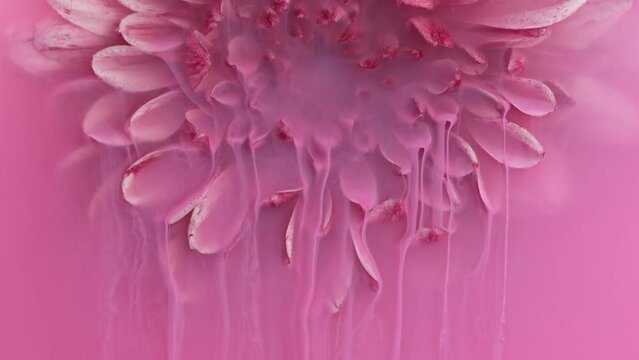 Slow motion of beautiful pink chrysanthemum flower with flowing acrylic liquid, underwater, close-up