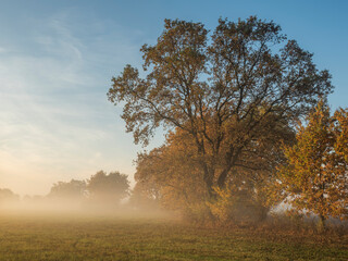 Fototapeta na wymiar autumn landscape with trees
