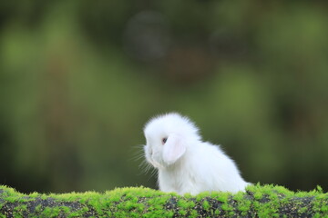 cute white rabbit on the grass