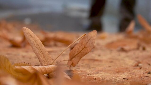 Slow motion, brown leaves on the ground, a blurred feets of a man passing behind