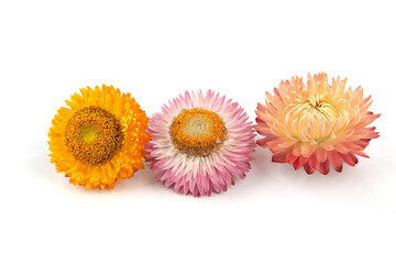 Dried strawflowers  isolated on white background. Colorfull garden flowers everlasting daisies...