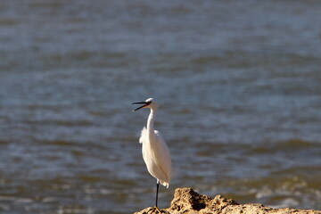White heron on the shores of the Mediterranean Sea catches small fish.