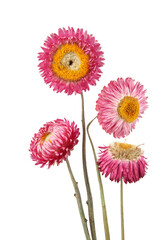 Dried strawflowers  isolated on white background. Colorfull garden flowers everlasting daisies...